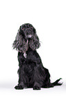 sitzender English Cocker Spaniel