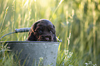 English Cocker Spaniel Welpe im Eimer