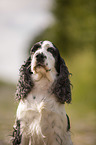 English Cocker Spaniel Portrait