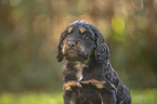 English Cocker Spaniel Welpe Portrait