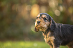 English Cocker Spaniel Welpe Portrait
