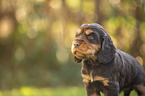 English Cocker Spaniel Welpe Portrait