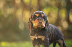 English Cocker Spaniel Welpe Portrait
