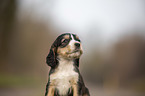English Cocker Spaniel Welpe Portrait