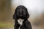 English Cocker Spaniel Welpe Portrait