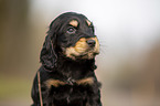 English Cocker Spaniel Welpe Portrait