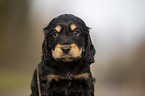 English Cocker Spaniel Welpe Portrait