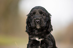 schwarzer English Cocker Spaniel Welpe