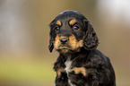 English Cocker Spaniel Welpe Portrait