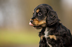 English Cocker Spaniel Welpe Portrait
