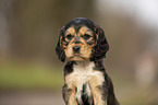 English Cocker Spaniel Welpe Portrait