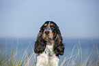 English Cocker Spaniel Portrait