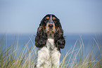 English Cocker Spaniel Portrait