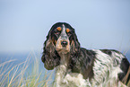 English Cocker Spaniel Portrait