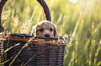 English Cocker Spaniel Welpe im K�rbchen