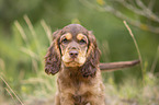 English Cocker Spaniel Welpe Portrait