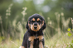 English Cocker Spaniel Welpe Portrait