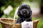English Cocker Spaniel Welpe im K�rbchen