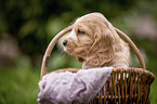 English Cocker Spaniel Welpe im K�rbchen