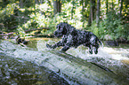 springender English Cocker Spaniel