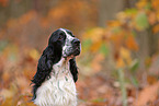 English Cocker Spaniel im Herbst