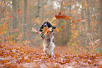 English Cocker Spaniel im Herbst