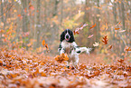 English Cocker Spaniel im Herbst