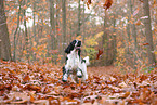 English Cocker Spaniel im Herbst