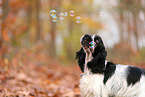 English Cocker Spaniel im Herbst