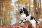 English Cocker Spaniel im Herbst