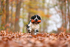 English Cocker Spaniel im Herbst