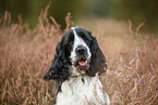 English Cocker Spaniel im Herbst