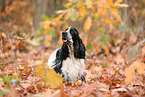 English Cocker Spaniel im Herbst