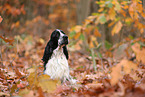 English Cocker Spaniel im Herbst