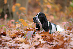 English Cocker Spaniel im Herbst