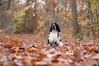 English Cocker Spaniel im Herbst