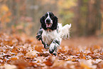 English Cocker Spaniel im Herbst