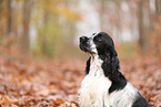 English Cocker Spaniel im Herbst