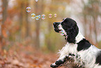 English Cocker Spaniel im Herbst