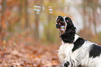 English Cocker Spaniel im Herbst