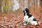 English Cocker Spaniel im Herbst