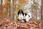 English Cocker Spaniel im Herbst