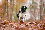 English Cocker Spaniel im Herbst