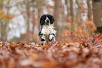 English Cocker Spaniel im Herbst
