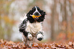 English Cocker Spaniel im Herbst