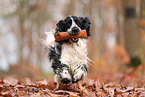 English Cocker Spaniel im Herbst