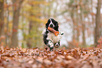English Cocker Spaniel im Herbst