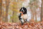 English Cocker Spaniel im Herbst