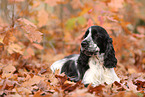 English Cocker Spaniel im Herbst