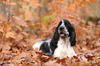 English Cocker Spaniel im Herbst